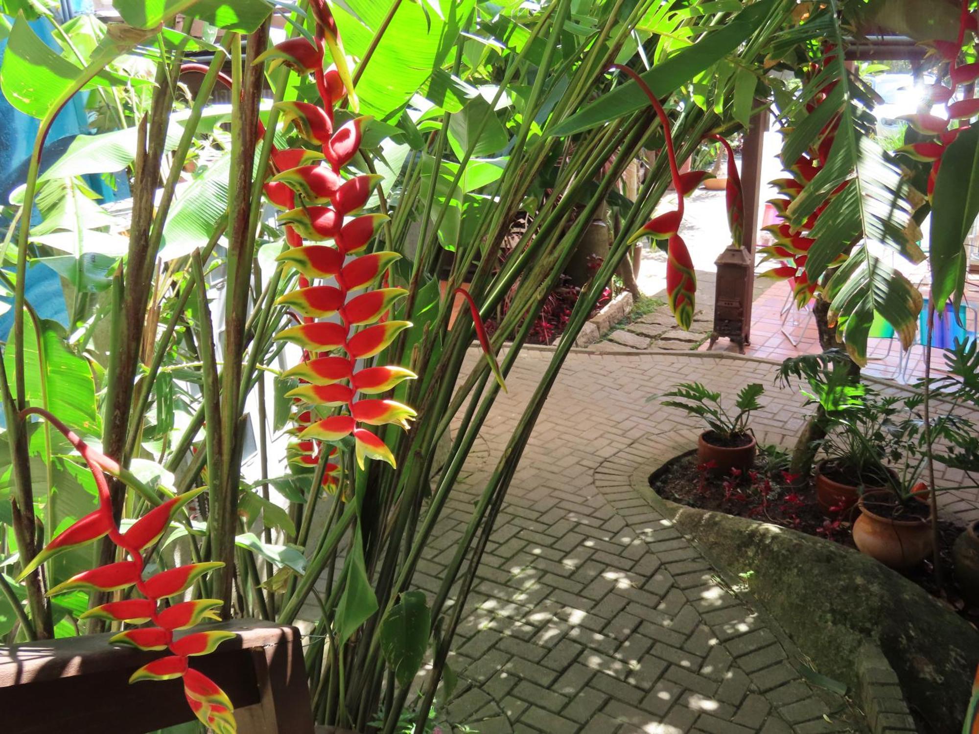 Florianópolis Patio Floriparadise מראה חיצוני תמונה